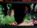 A dinosaur is devoured on video.