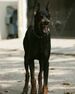 Doberman Pinscher