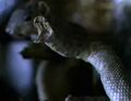 ...a snake and a squirrel...