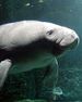 Manatee