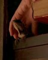 Eden finds Mohinder on a bookshelf in Chandra's Brooklyn apartment.