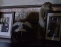 ...a skunk and a prairie dog...