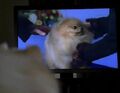 Mr. Muggles enjoys watching a dog show on television.