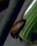 cockroach