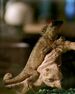 Mohinder the lizard