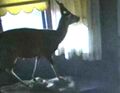 ...a gazelle...